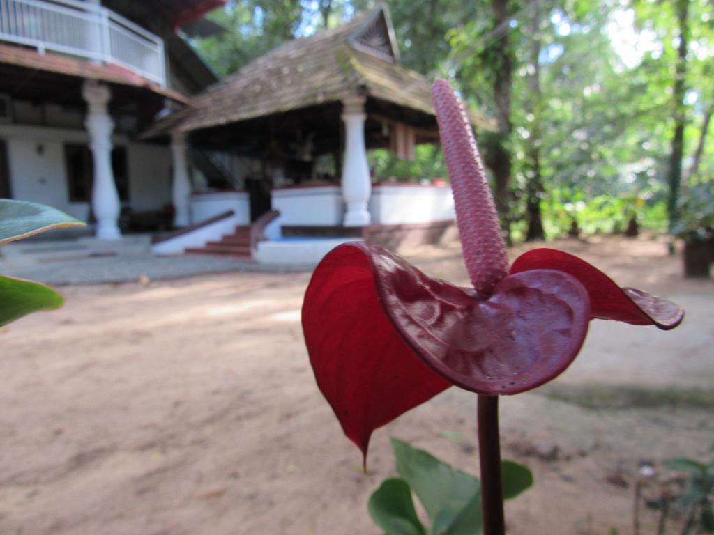 มารารีดรีมซ์เบดแอนด์เบรคฟาสต์ Villa Alappuzha ภายนอก รูปภาพ